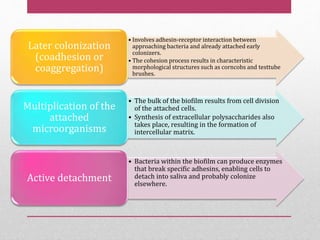 • Involves adhesin-receptor interaction between
approaching bacteria and already attached early
colonizers.
• The cohesion process results in characteristic
morphological structures such as corncobs and testtube
brushes.
Later colonization
(coadhesion or
coaggregation)
• The bulk of the biofilm results from cell division
of the attached cells.
• Synthesis of extracellular polysaccharides also
takes place, resulting in the formation of
intercellular matrix.
Multiplication of the
attached
microorganisms
• Bacteria within the biofilm can produce enzymes
that break specific adhesins, enabling cells to
detach into saliva and probably colonize
elsewhere.
Active detachment
 