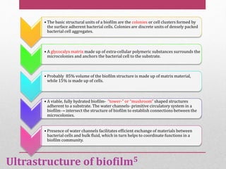 • The basic structural units of a biofilm are the colonies or cell clusters formed by
the surface adherent bacterial cells. Colonies are discrete units of densely packed
bacterial cell aggregates.
• A glycocalyx matrix made up of extra-cellular polymeric substances surrounds the
microcolonies and anchors the bacterial cell to the substrate.
• Probably 85% volume of the biofilm structure is made up of matrix material,
while 15% is made up of cells.
• A viable, fully hydrated biofilm- “tower-” or “mushroom” shaped structures
adherent to a substrate. The water channels- primitive circulatory system in a
biofilm→ intersect the structure of biofilm to establish connections between the
microcolonies.
• Presence of water channels facilitates efficient exchange of materials between
bacterial cells and bulk fluid, which in turn helps to coordinate functions in a
biofilm community.
Ultrastructure of biofilm5
 