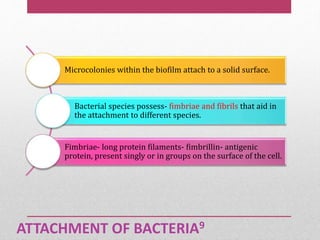 ATTACHMENT OF BACTERIA9
Microcolonies within the biofilm attach to a solid surface.
Bacterial species possess- fimbriae and fibrils that aid in
the attachment to different species.
Fimbriae- long protein filaments- fimbrillin- antigenic
protein, present singly or in groups on the surface of the cell.
 