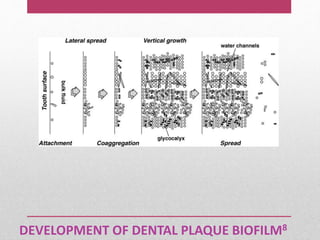 DEVELOPMENT OF DENTAL PLAQUE BIOFILM8
 