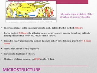 MICROSTRUCTURE
Schematic representation of the
structure of a mature biofilm
• Important changes in the plaque growth rate can be detected within the first 24 hours.
• During the first 2-8 hours, the adhering pioneering streptococci saturate the salivary pellicular
binding sites and thus cover 3%-30% of enamel surface.
• Instead of steady growth during the next 20 hours, a short period of rapid growth for 4-6 hours
occurs.
• After 1 hour, biofilm is fully organized.
• Growth rate doubles in 3-4 hours.
• Thickness of plaque increases to 20-30um after 3 days.
 
