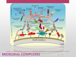 MICROBIAL COMPLEXES
 