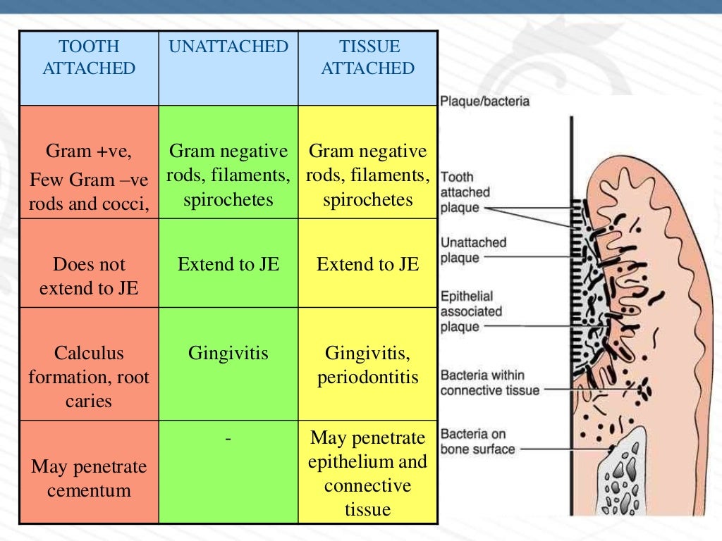 DENTAL PLAQUE PART 1