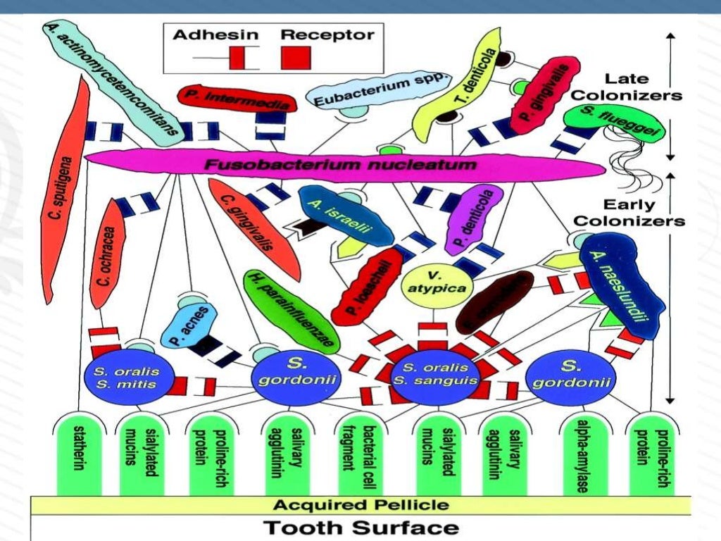 DENTAL PLAQUE PART 1