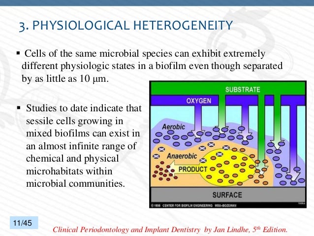 DENTAL PLAQUE - PART 2 (BIOFILM)