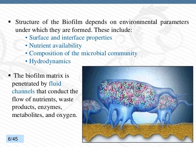 DENTAL PLAQUE - PART 2 (BIOFILM)