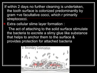 <ul><li>If within 2 days no further cleaning is undertaken, the tooth surface is colonized predominantly by gram +ve facul...