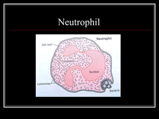 Neutrophil  