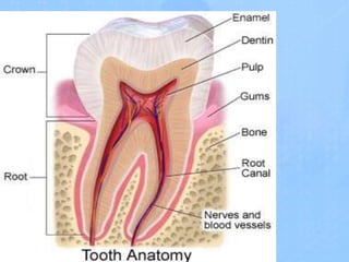 Dental problem and treatment Slide 5