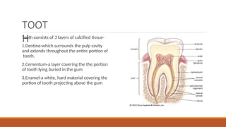 Projecting Tooth Dental Product.pptx of unit 1 ch 3...... | PPTX
