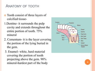 ANATOMY OF TOOTH
 Tooth consist of three layers of
calcified tissue-
1.Dentine- it surrounds the pulp
cavity and extends throughout the
entire portion of tooth. 75%
mineral
2. Cementum- it is the layer covering
the portion of the lying buried in
the gem.
3. Enamel- white, hard material
covering the portion of tooth
projecting above the gem. 98%
mineral-hardest part of the body 4
 