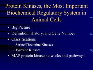 Protein Kinases, the Most Important
Biochemical Regulatory System in
Animal Cells
• Big Picture
• Definition, History, and Gene Number
• Classifications
– Serine/Threonine Kinases
– Tyrosine Kinases
• MAP protein kinase networks and pathways
 