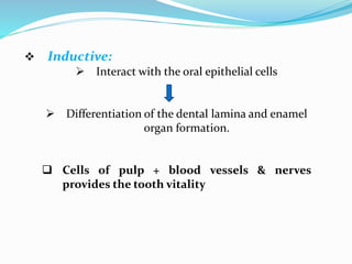  Inductive:
 Interact with the oral epithelial cells
 Differentiation of the dental lamina and enamel
organ formation.
 Cells of pulp + blood vessels & nerves
provides the tooth vitality
 
