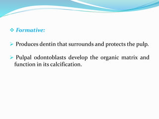  Formative:
 Produces dentin that surrounds and protects the pulp.
 Pulpal odontoblasts develop the organic matrix and
function in its calcification.
 