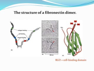 RGD = cell-binding domain
The structure of a fibronectin dimer.
 