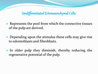 Undifferentiated Ectomesenchymal Cells:
 Represents the pool from which the connective tissues
of the pulp are derived.
 Depending upon the stimulus these cells may give rise
to odontoblasts and fibroblasts.
 In older pulp they diminish, thereby reducing the
regenerative potential of the pulp.
 