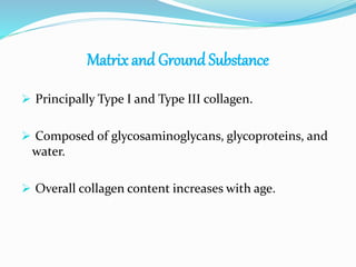Matrix and Ground Substance
 Principally Type I and Type III collagen.
 Composed of glycosaminoglycans, glycoproteins, and
water.
 Overall collagen content increases with age.
 