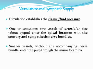 Vasculature and Lymphatic Supply
 Circulation establishes the tissue fluid pressure.
 One or sometimes two vessels of arteriolar size
(about 150µm) enter the apical foramen with the
sensory and sympathetic nerve bundles.
 Smaller vessels, without any accompanying nerve
bundle, enter the pulp through the minor foramina.
 