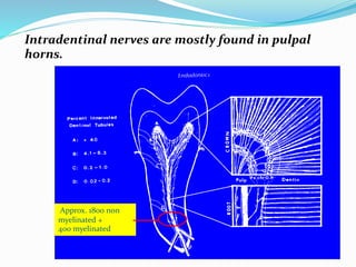 Approx. 1800 non
myelinated +
400 myelinated
Intradentinal nerves are mostly found in pulpal
horns.
 