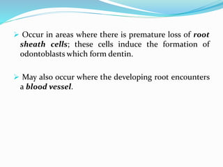  Occur in areas where there is premature loss of root
sheath cells; these cells induce the formation of
odontoblasts which form dentin.
 May also occur where the developing root encounters
a blood vessel.
 