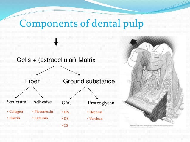 Dental Pulp