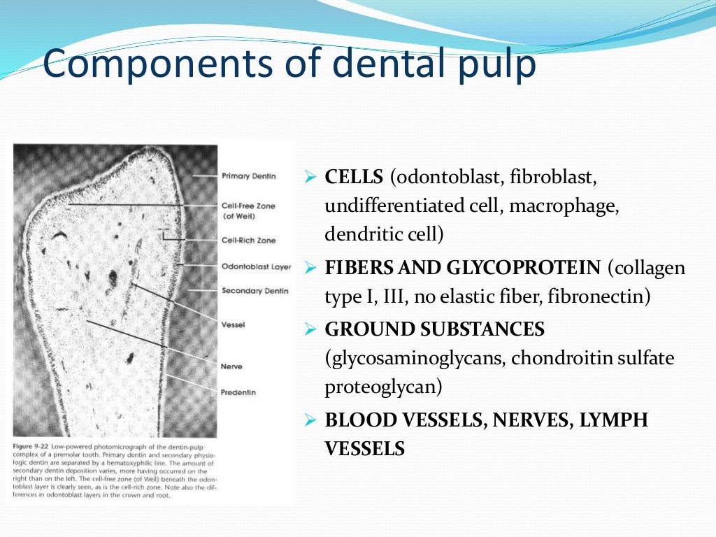 Dental pulp