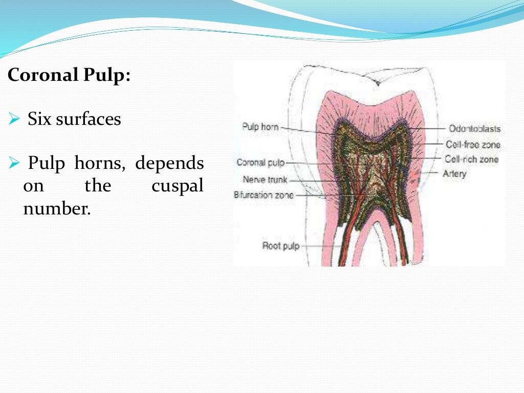 Dental pulp