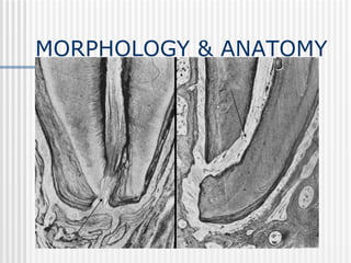 DENTAL PULP | PPTX