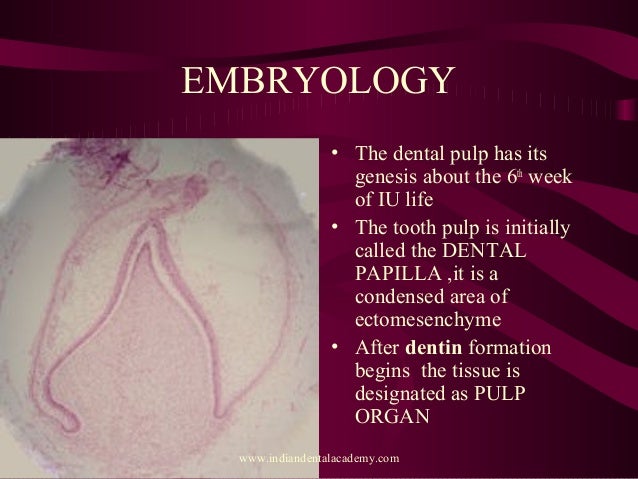 Dental pulp presentation 3