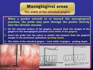 Mucogingival areas
The width of the attached gingiva
 When a pocket extends to or beyond the mucogingival
junction, the probe may pass through the pocket directly
into the alveolar mucosa.
1) On the external surface of the gingiva, measure from the margin of the
gingiva to the mucogingival junction (total width of the gingiva).
2) Insert the probe into the sulcus or pocket and measure from the gingival
margin to the junctional epithelium (probing depth).
3) The width of the attached gingiva = total width of gingiva - probing depth
 