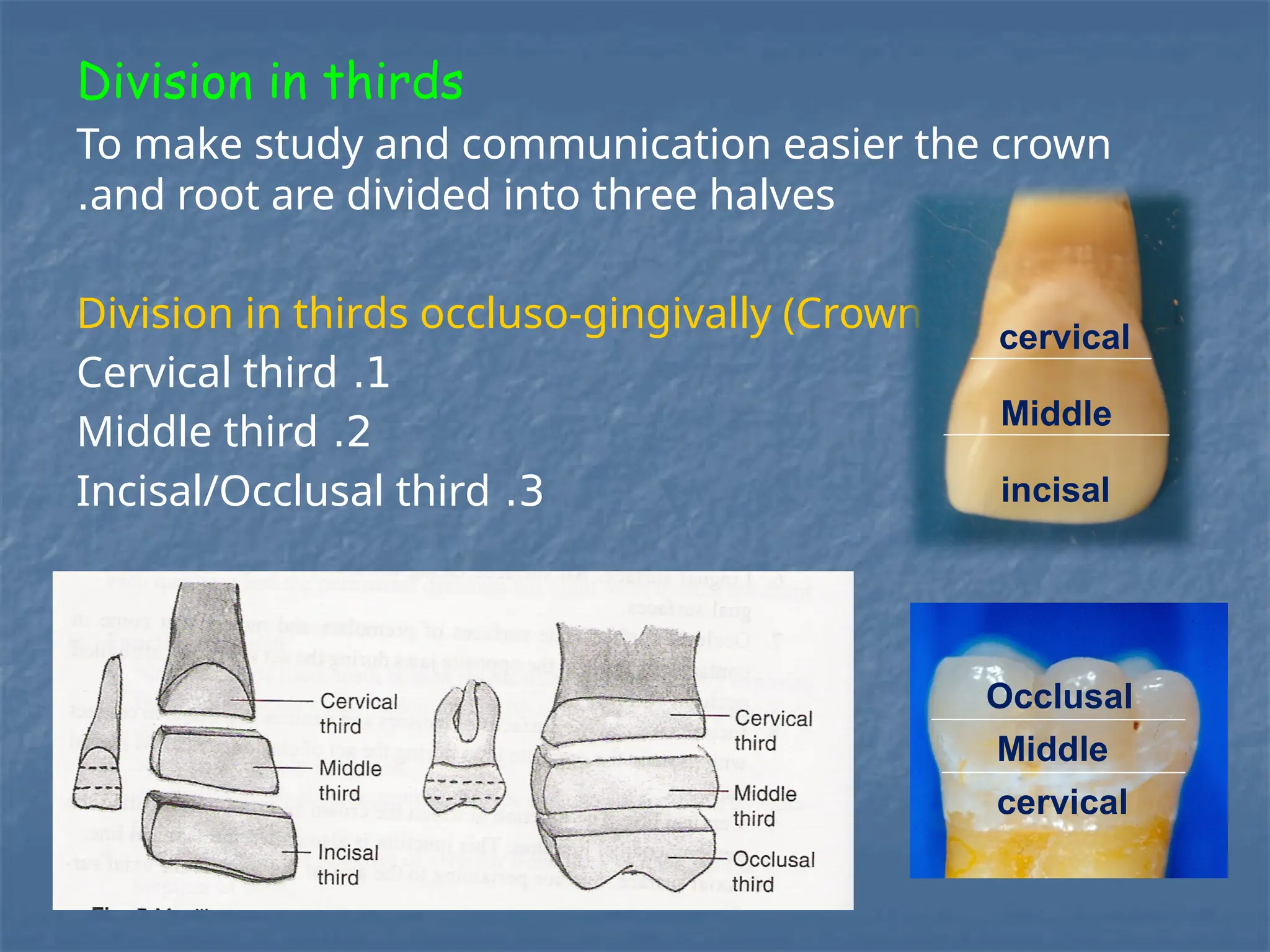 dental terminology and other terminology.pptx