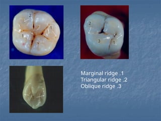Tooth Marginal Ridge Gum dental terminology and other terminology.pptx