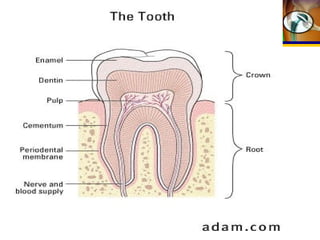 Dental tissues and their replacements/ oral surgery courses  
