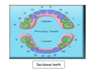Dental tooth nomenclature | PPTX