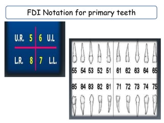 Fdi Temporal Dental tooth nomenclature | PPTX