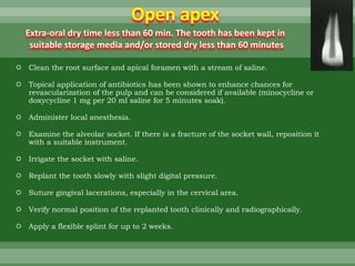  Clean the root surface and apical foramen with a stream of saline.
 Topical application of antibiotics has been shown to enhance chances for
revascularization of the pulp and can be considered if available (minocycline or
doxycycline 1 mg per 20 ml saline for 5 minutes soak).
 Administer local anesthesia.
 Examine the alveolar socket. If there is a fracture of the socket wall, reposition it
with a suitable instrument.
 Irrigate the socket with saline.
 Replant the tooth slowly with slight digital pressure.
 Suture gingival lacerations, especially in the cervical area.
 Verify normal position of the replanted tooth clinically and radiographically.
 Apply a flexible splint for up to 2 weeks.
Open apex
Extra-oral dry time less than 60 min. The tooth has been kept in
suitable storage media and/or stored dry less than 60 minutes
 