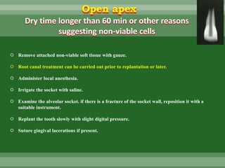 Dry time longer than 60 min or other reasons
suggesting non-viable cells
 Remove attached non-viable soft tissue with gauze.
 Root canal treatment can be carried out prior to replantation or later.
 Administer local anesthesia.
 Irrigate the socket with saline.
 Examine the alveolar socket. if there is a fracture of the socket wall, reposition it with a
suitable instrument.
 Replant the tooth slowly with slight digital pressure.
 Suture gingival lacerations if present.
Open apex
 