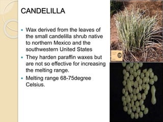 CANDELILLA
 Wax derived from the leaves of
the small candelilla shrub native
to northern Mexico and the
southwestern United States
 They harden paraffin waxes but
are not so effective for increasing
the melting range.
 Melting range 68-75degree
Celsius.
 