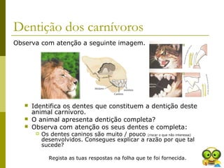 Dentição dos carnívoros
Observa com atenção a seguinte imagem.
 Identifica os dentes que constituem a dentição deste
animal carnívoro.
 O animal apresenta dentição completa?
 Observa com atenção os seus dentes e completa:
 Os dentes caninos são muito / pouco (riscar o que não interessa)
desenvolvidos. Consegues explicar a razão por que tal
sucede?
Regista as tuas respostas na folha que te foi fornecida.
 