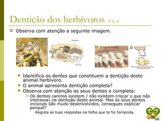 Dentição dos herbívoros (2 de 2)
 Observa com atenção a seguinte imagem.
 Identifica os dentes que constituem a dentição deste
animal herbívoro.
 O animal apresenta dentição completa?
 Observa com atenção os seus dentes e completa:
 Os dentes caninos existem / não existem (riscar o que não
interessa) na dentição deste animal. Mas os seus dentes
incisivos são muito desenvolvidos, consegues explicar
porquê?
Regista as tuas respostas na folha que te foi fornecida.
 