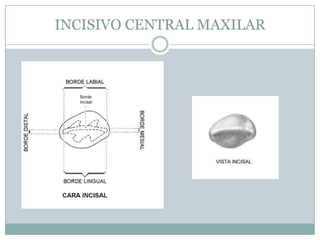 INCISIVO CENTRAL MAXILAR
 