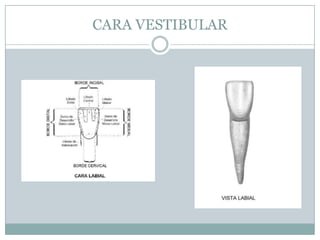 CARA VESTIBULAR
 