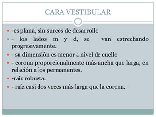 CARA VESTIBULAR

 -es plana, sin surcos de desarrollo
-      los lados m y d, se              van estrechando
    progresivamente.
   - su dimensión es menor a nivel de cuello
   - corona proporcionalmente más ancha que larga, en
    relación a los permanentes.
   -raíz robusta.
   - raíz casi dos veces más larga que la corona.
 