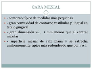 CARA MESIAL

 - contorno típico de medidas más pequeñas.
 - gran convexidad de contorno vestibular y lingual en
  tercio gingival
 - gran dimensión v-l, 1 mm menos que el central
  maxilar.
 - superficie mesial de raíz plana y se estrecha
  uniformemente, ápice más redondeado que por v o l.
 