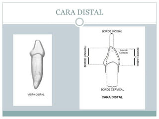 CARA DISTAL
 