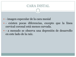 CARA DISTAL


 - imagen especular de la cara mesial
 - existen pocas diferencias, excepto que la línea
  cervical coronal está menos curvada.
 - a menudo se observa una depresión de desarrollo
  en este lado de la raíz.
 