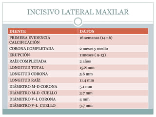 INCISIVO LATERAL MAXILAR

DIENTE                DATOS
PRIMERA EVIDENCIA     16 semanas (14-16)
CALCIFICACIÓN
CORONA COMPLETADA     2 meses y medio
ERUPCIÓN              11meses ( 9-13)
RAÍZ COMPLETADA       2 años
LONGITUD TOTAL        15.8 mm
LONGITUD CORONA       5.6 mm
LONGITUD RAÍZ         11.4 mm
DIÁMETRO M-D CORONA   5.1 mm
DIÁMETRO M-D CUELLO   3.7 mm
DIÁMETRO V-L CORONA   4 mm
DIÁMETRO V-L CUELLO   3.7 mm
 