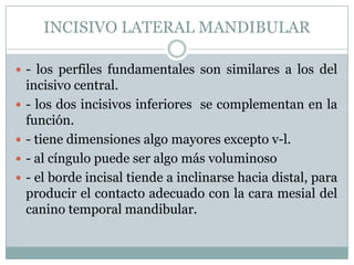 INCISIVO LATERAL MANDIBULAR

 - los perfiles fundamentales son similares a los del
    incisivo central.
   - los dos incisivos inferiores se complementan en la
    función.
   - tiene dimensiones algo mayores excepto v-l.
   - al cíngulo puede ser algo más voluminoso
   - el borde incisal tiende a inclinarse hacia distal, para
    producir el contacto adecuado con la cara mesial del
    canino temporal mandibular.
 