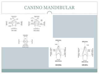 CANINO MANDIBULAR
 