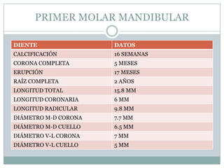 PRIMER MOLAR MANDIBULAR

DIENTE                DATOS
CALCIFICACIÓN         16 SEMANAS
CORONA COMPLETA       5 MESES
ERUPCIÓN              17 MESES
RAÍZ COMPLETA         2 AÑOS
LONGITUD TOTAL        15.8 MM
LONGITUD CORONARIA    6 MM
LONGITUD RADICULAR    9.8 MM
DIÁMETRO M-D CORONA   7.7 MM
DIÁMETRO M-D CUELLO   6.5 MM
DIÁMETRO V-L CORONA   7 MM
DIÁMETRO V-L CUELLO   5 MM
 